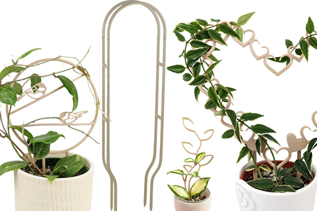 Best Hoya Trellis — by Variety