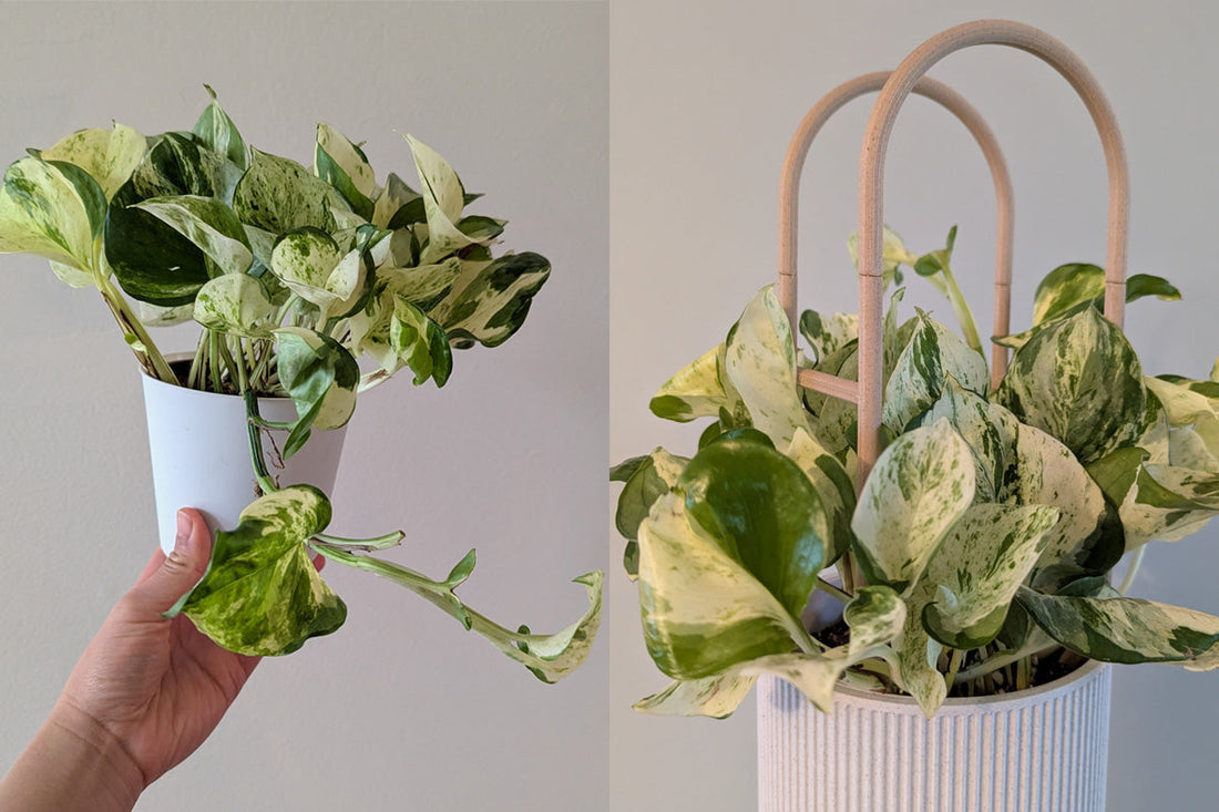 The Best Pothos Trellis for Your Plant, by Setup