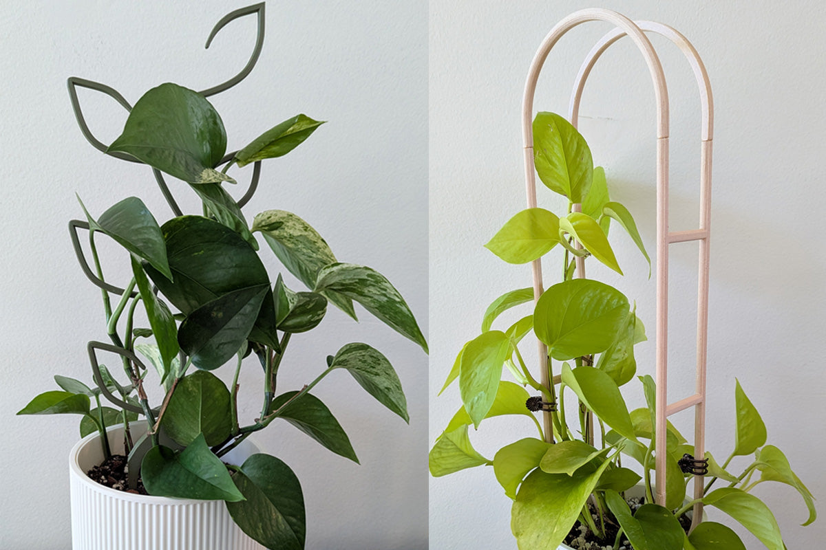 The Best Pothos Trellis for Your Plant, by Setup