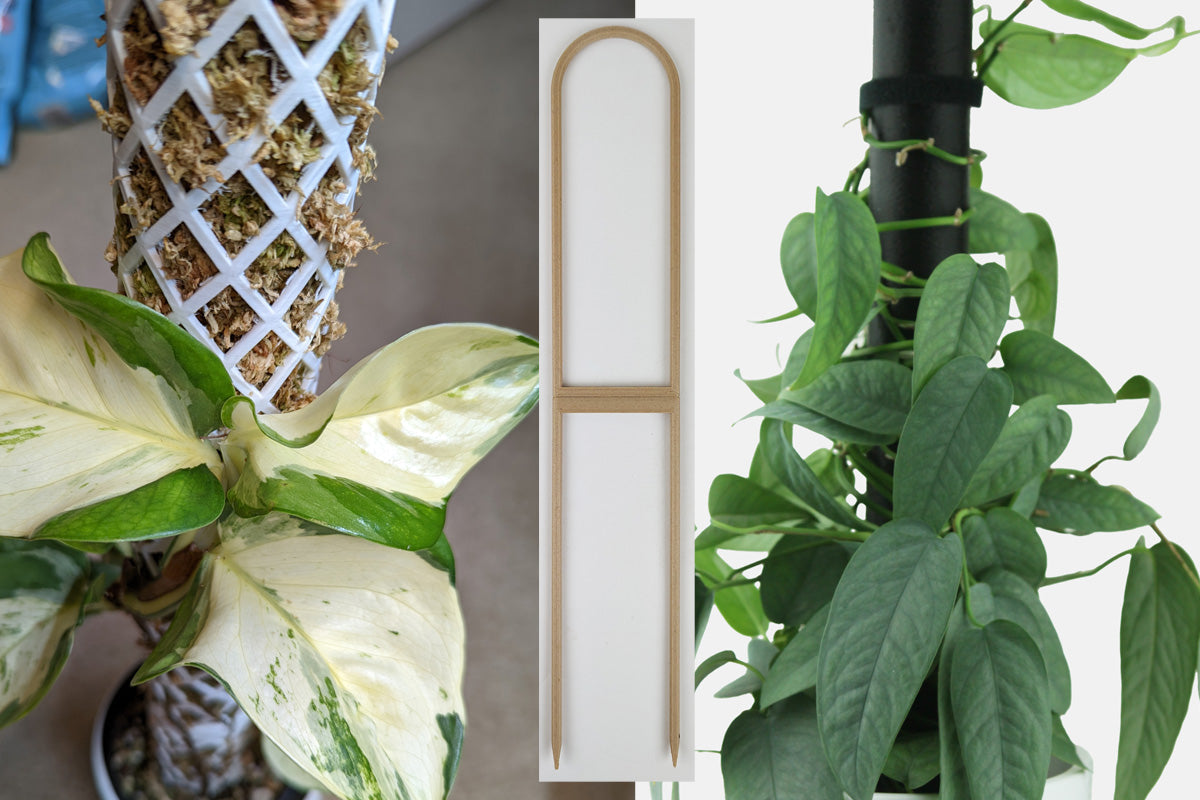 A manjula pothos and a cebu blue pothos growing on Moss Trail Designs trellises, illustrating the moss pole versus trellis choice