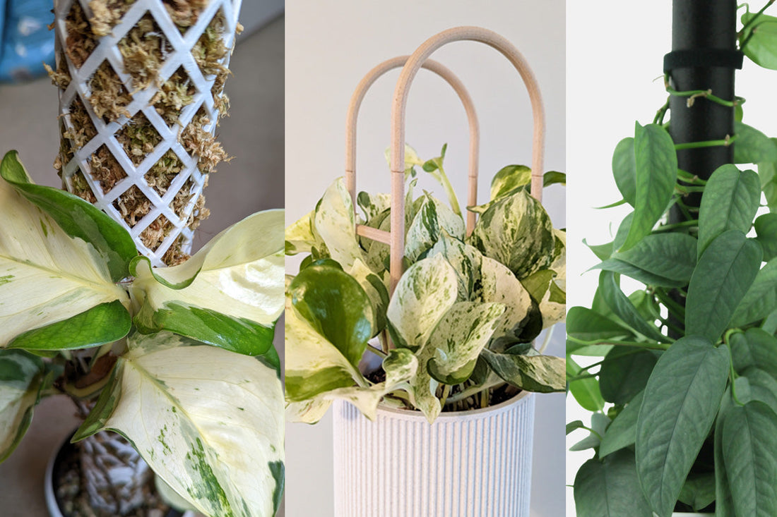 Moss Pole vs. Trellis for Pothos: Which Is the Better Fit for You and Your Plant?