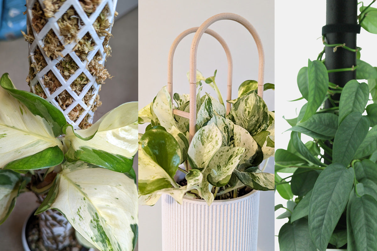 Moss Pole vs. Trellis for Pothos: Which Is the Better Fit for You and Your Plant?