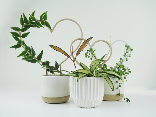Three potted plants supported by heart shaped trellises.