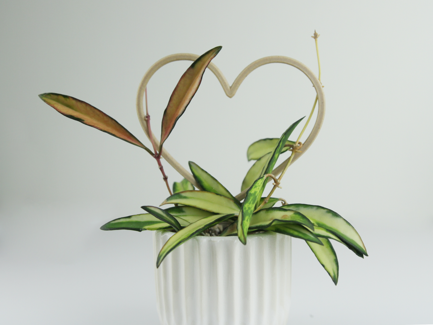 A small wood colored heart shaped trellis with a colorful hoya plant.