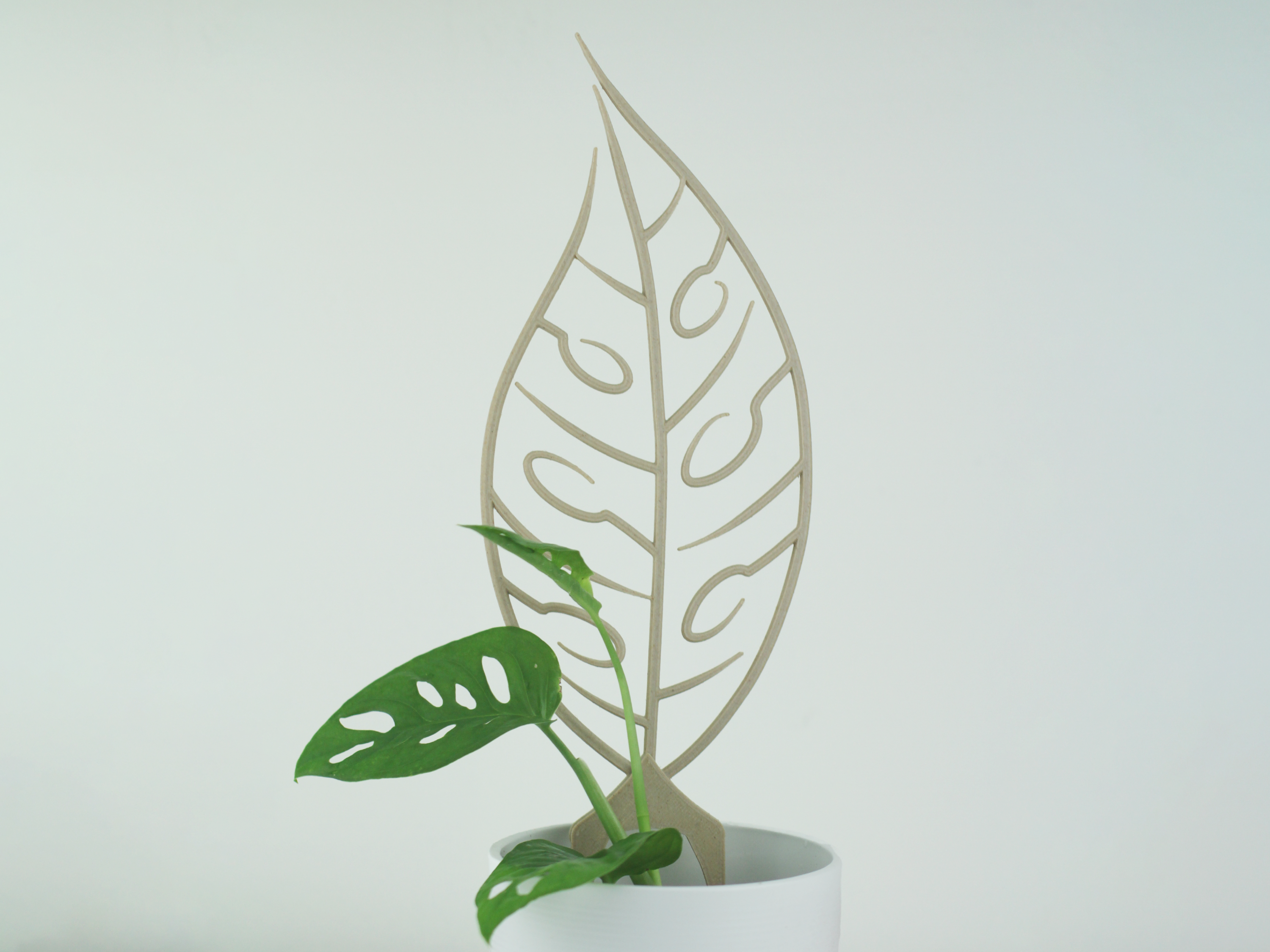 Monstera Adansonii Trellis