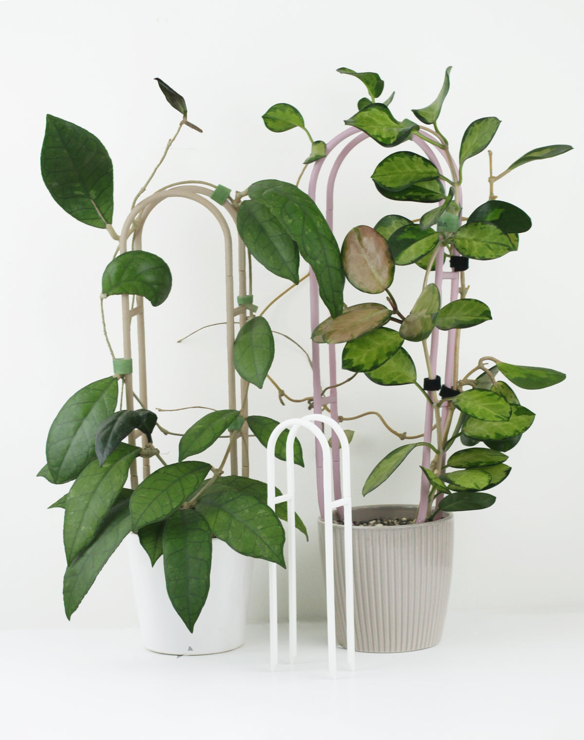 Extendable Hoya Trellis — Modular Indoor Plant Support – Moss Trail Designs