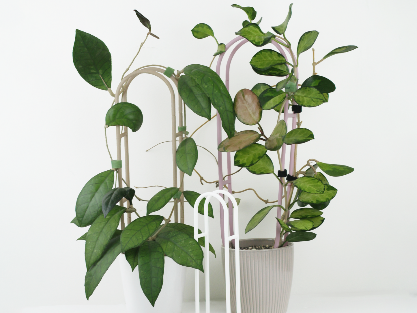 Arbor Trellis, a 3 dimensional stable houseplant trellis. This picture shows 3 different varients in wood, pastel pink and white in different sizes