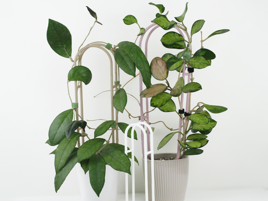Arbor Trellis, a 3 dimensional stable houseplant trellis. This picture shows 3 different varients in wood, pastel pink and white in different sizes