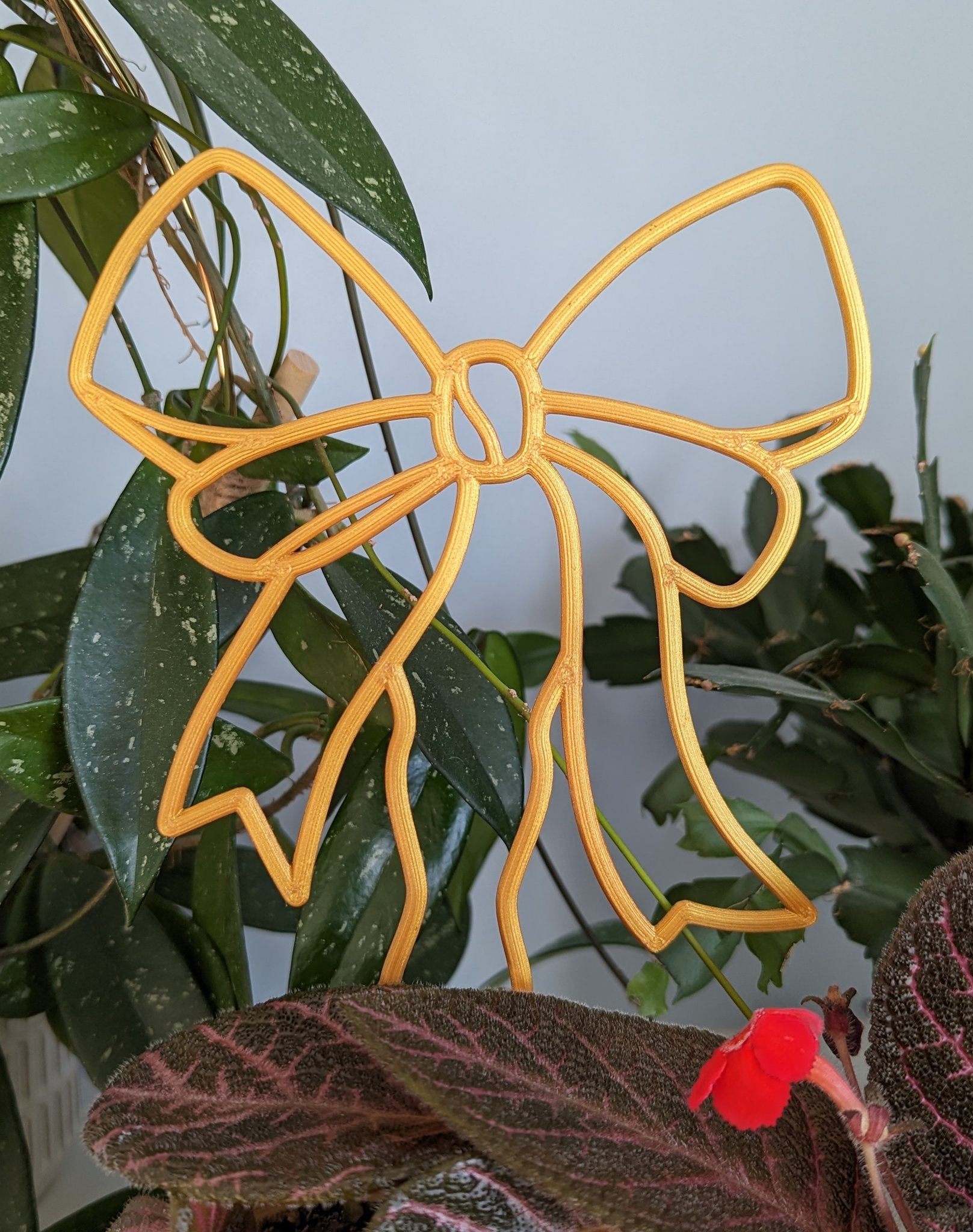 Gold bow trellis for hoya and other vining plants