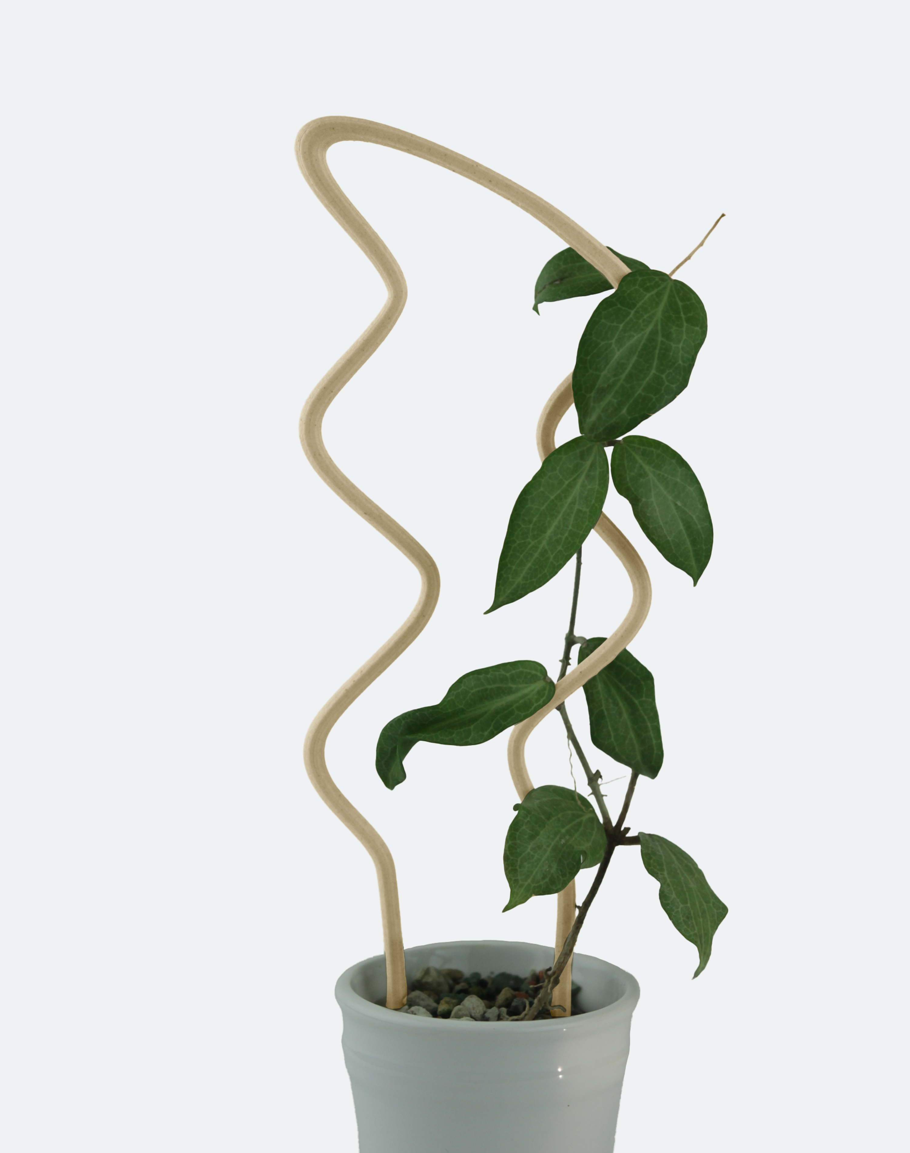 A breezy u trellis supporting a hoya elliptica vine in a white pot