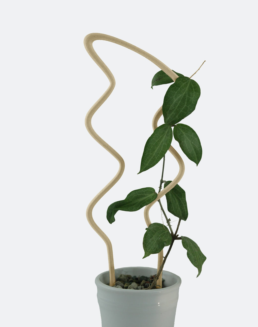 Breezy U trellis supporting a hoya elliptica vine in a white pot