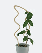 Breezy U trellis supporting a hoya elliptica vine in a white pot