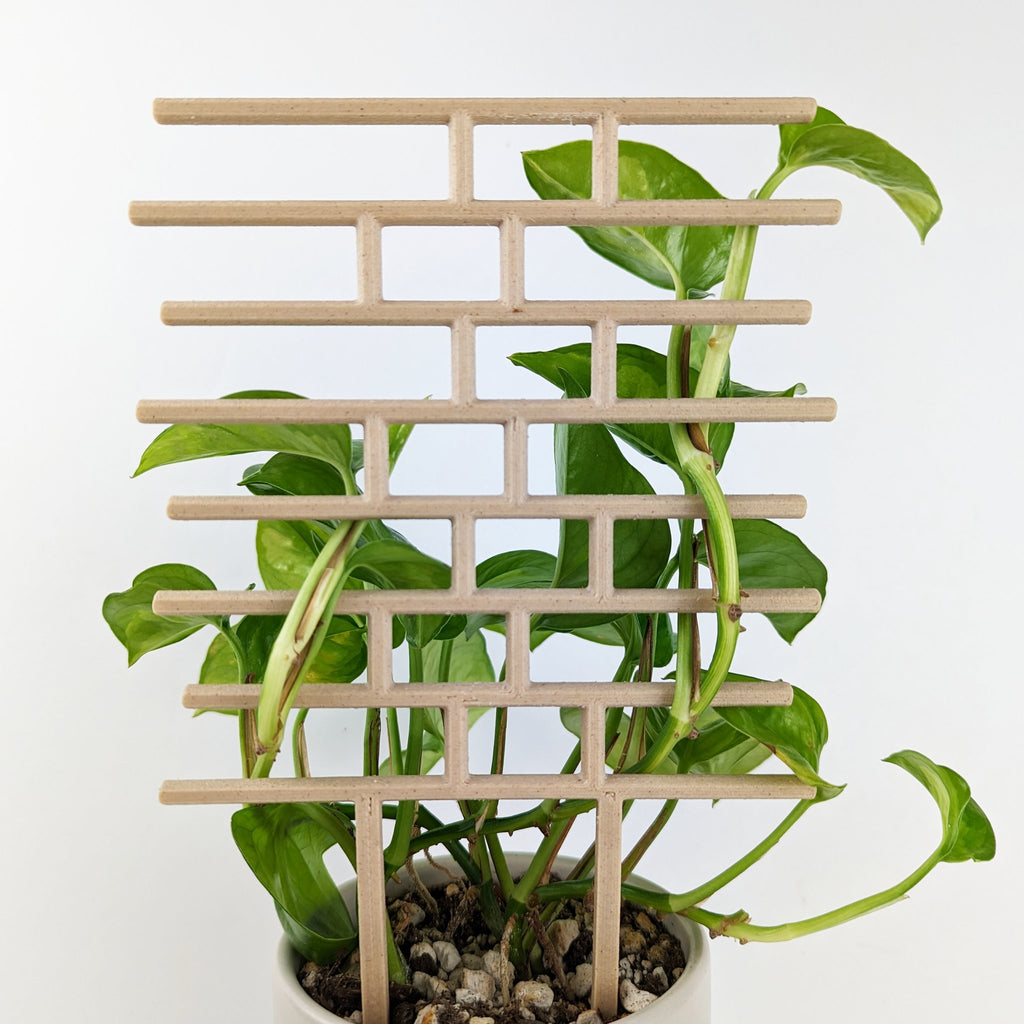 Bricks trellis in wood, back view showing pothos vines woven through without clips or tape