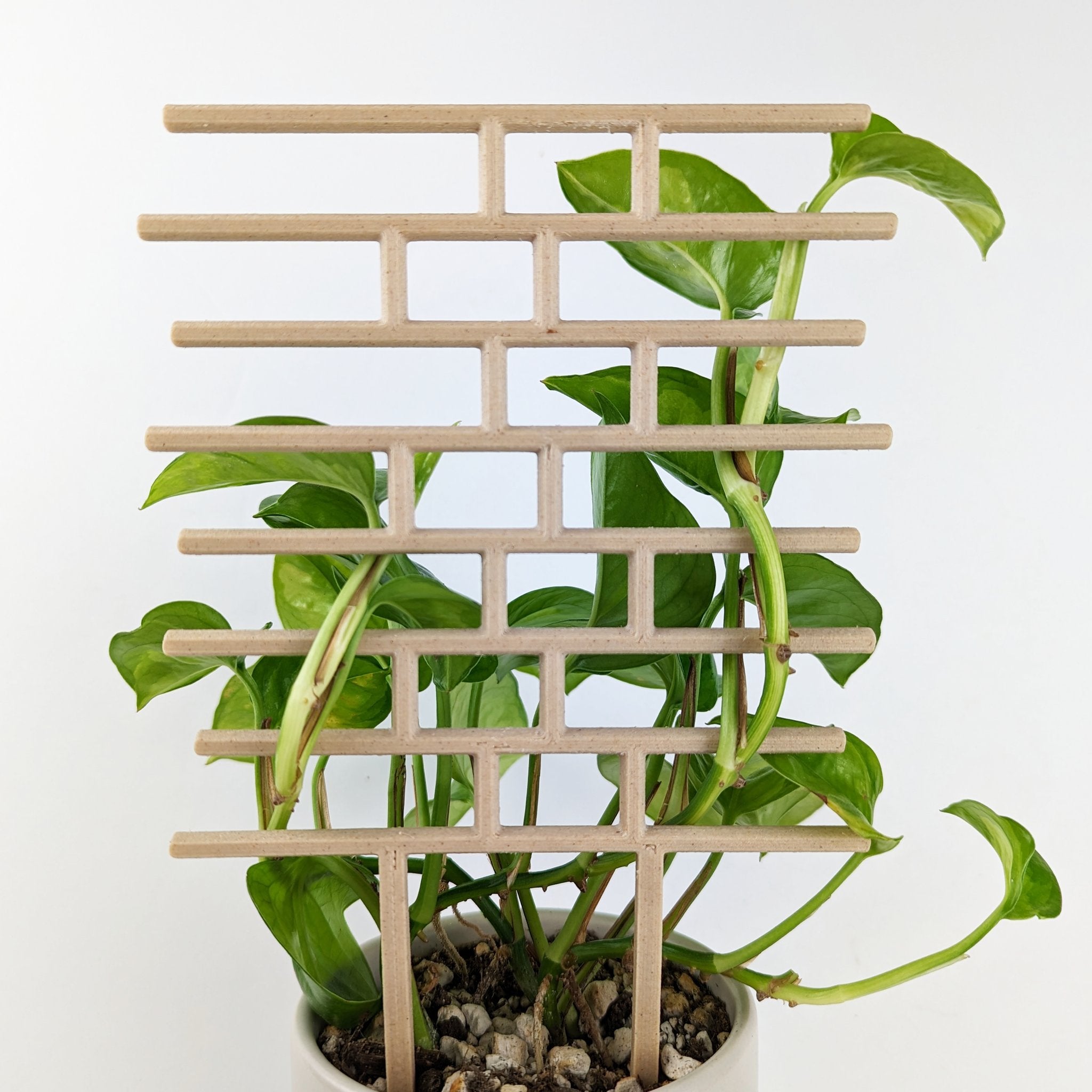 Bricks trellis in wood, back view showing pothos vines woven through without clips or tape