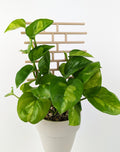 Wood bricks trellis supporting a global green pothos in a beige pot