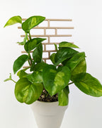 Wood bricks trellis supporting a global green pothos in a beige pot