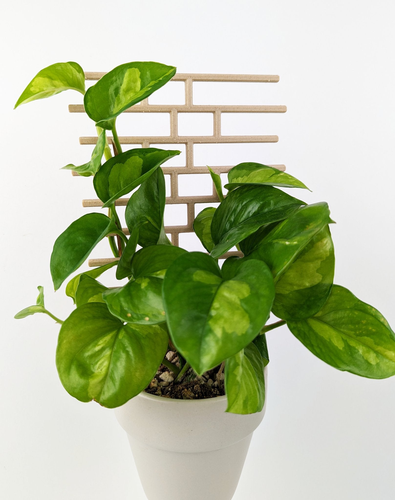 Wood bricks trellis supporting a global green pothos in a beige pot