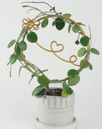 Gold bumblebee circle trellis with a vining hoya plant