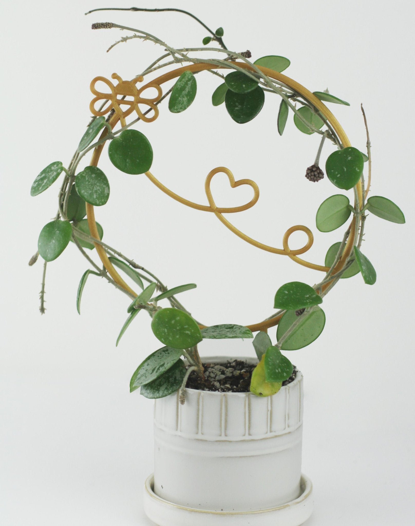 Gold bumblebee circle trellis with a vining hoya plant