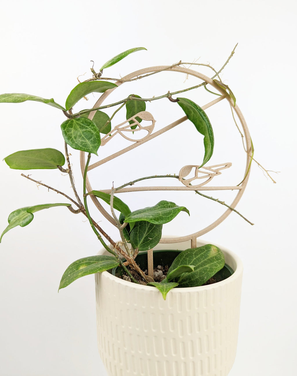 Wood chickadee trellis with a hoya elliptica vine in a cream pot