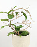 Wood chickadee trellis with a hoya elliptica vine in a cream pot
