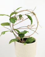 Wood chickadee trellis with a hoya elliptica vine in a cream pot