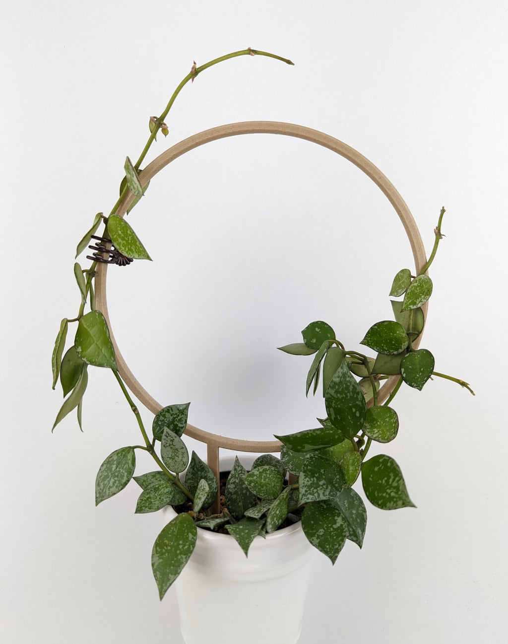 Circle trellis with a hoya krohniana wrapped around it in a small white pot