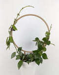 Circle trellis with a hoya krohniana wrapped around it in a small white pot