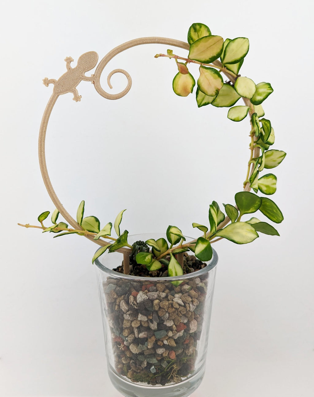 Gecko circle trellis with a hoya vine wrapped around it
