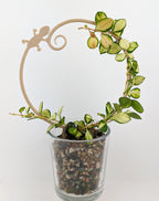 Gecko circle trellis with a hoya vine wrapped around it