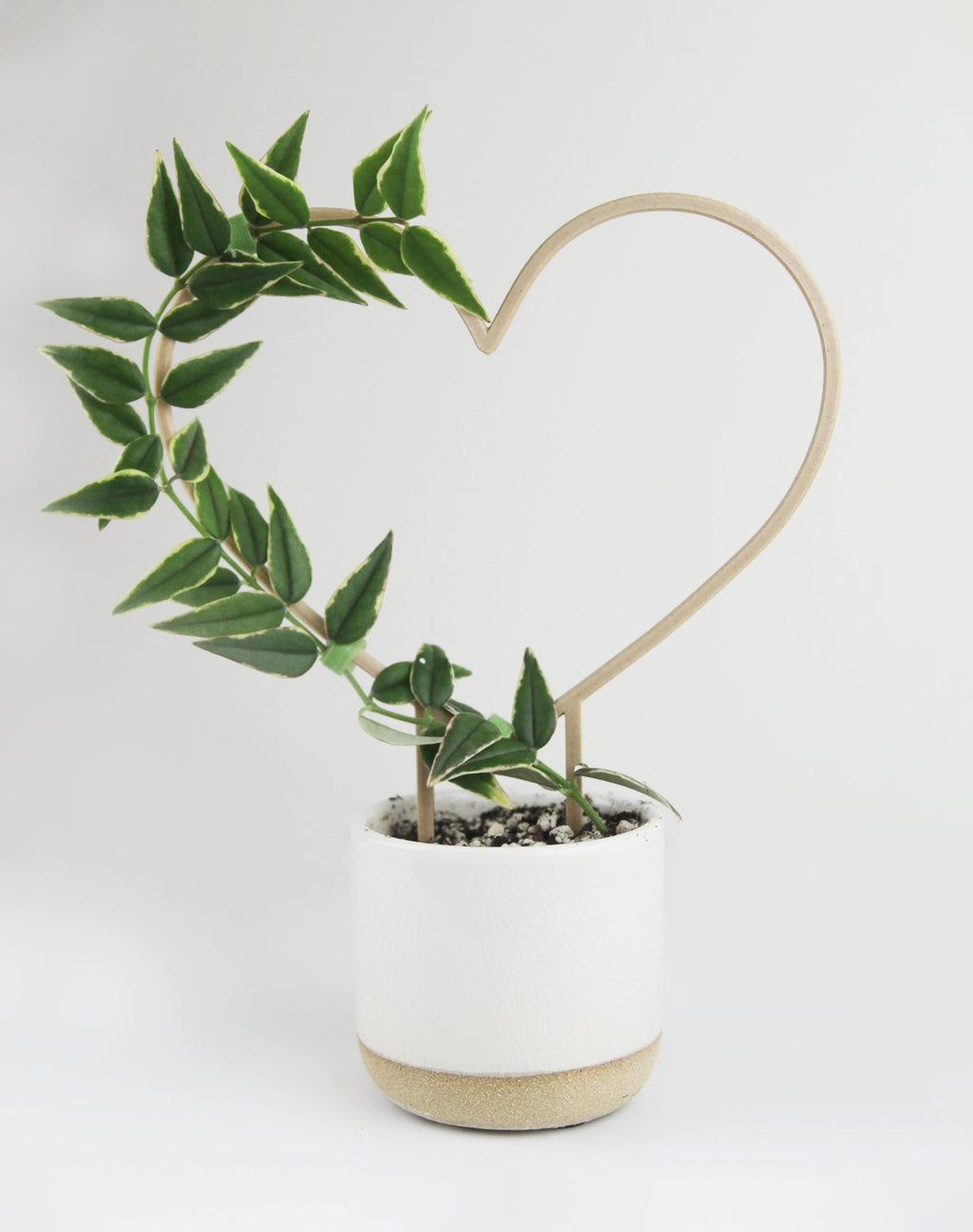 Heart shaped trellis for hoya and other small vining houseplants