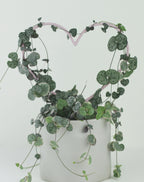 Heart Shaped Trellis