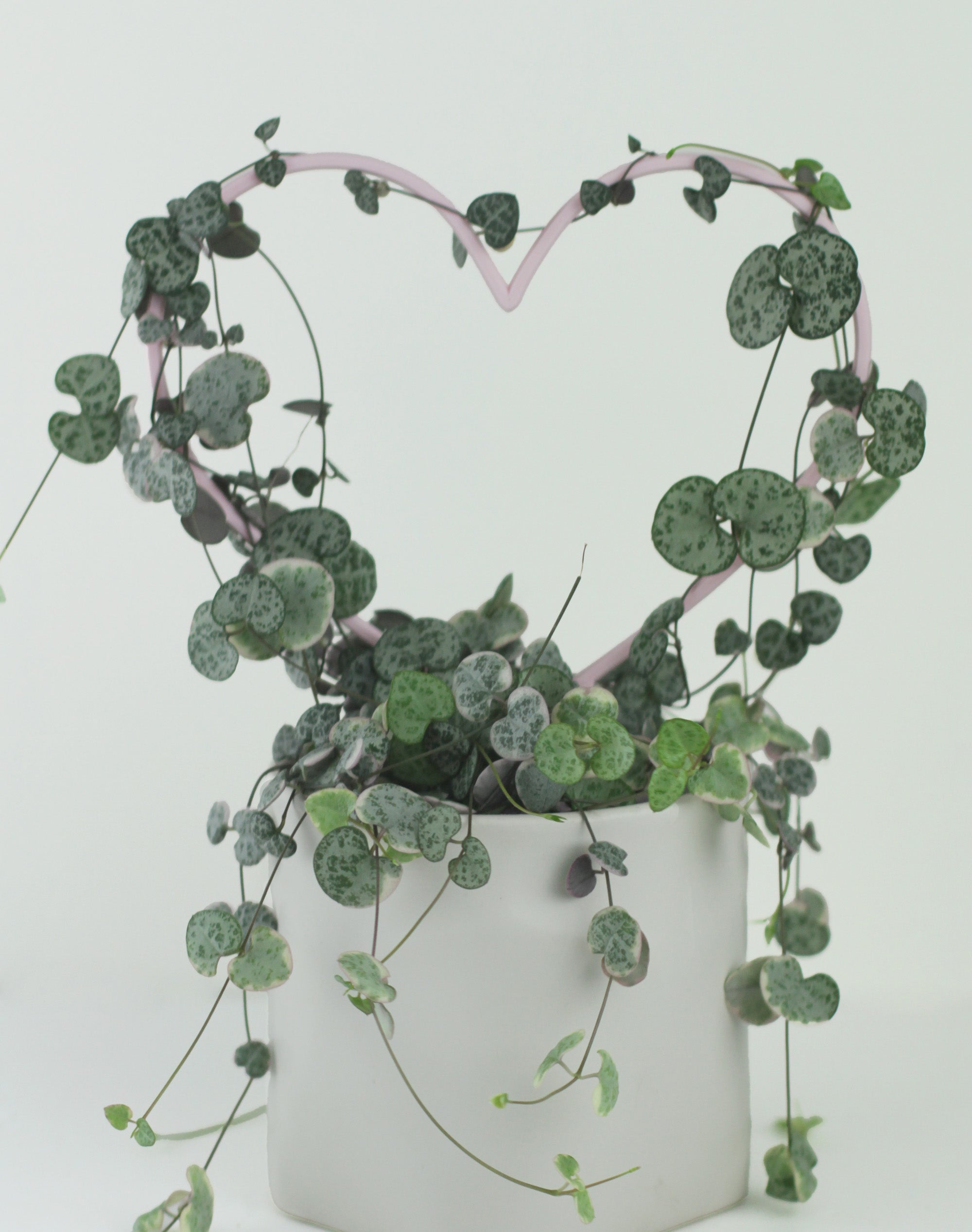 Heart Shaped Trellis