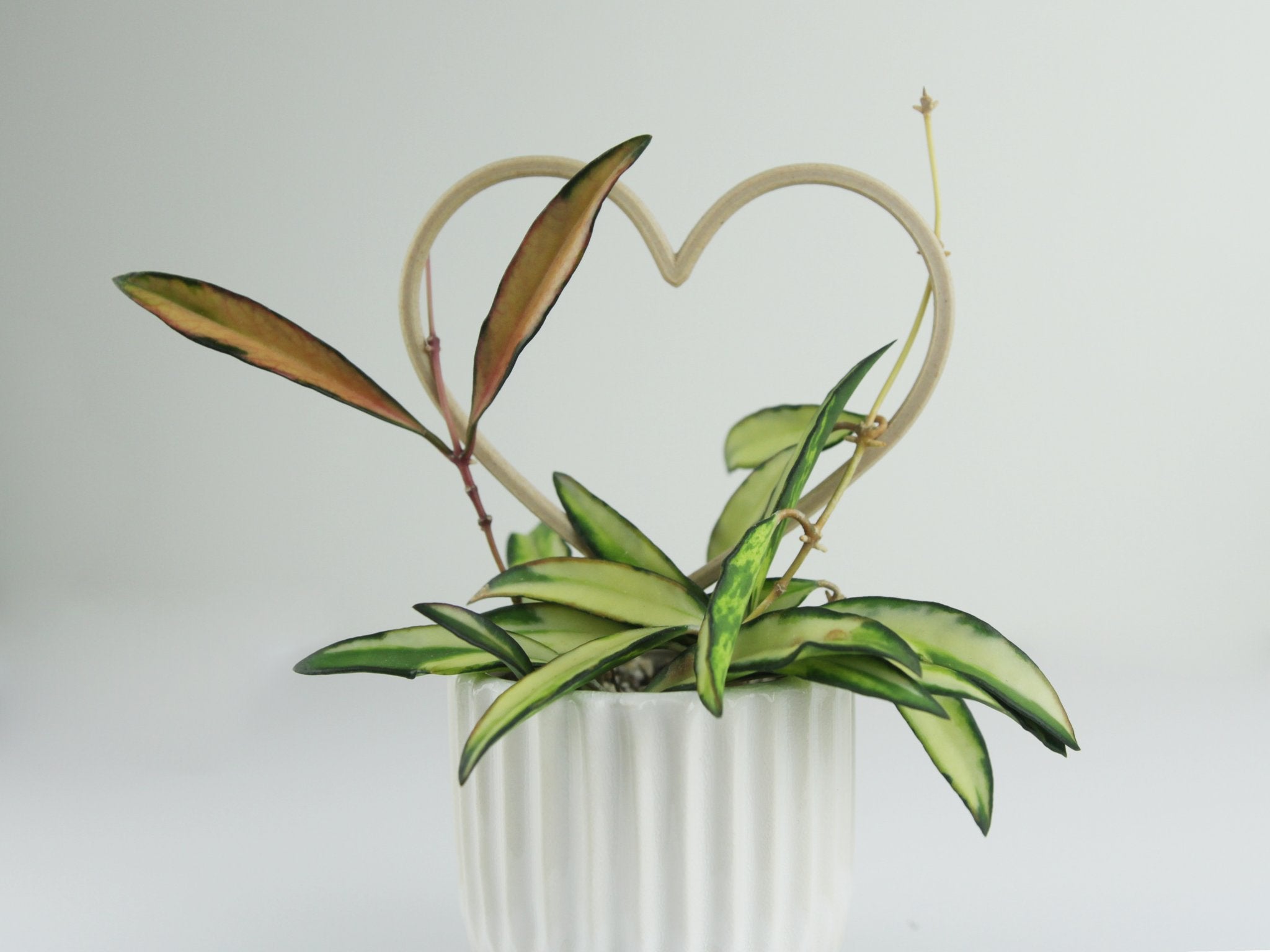 Small wood heart shaped trellis with a colourful hoya wayetti vine