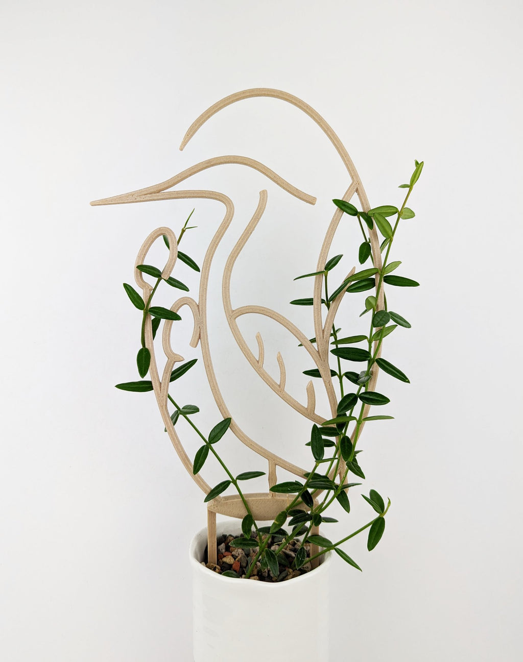 Wood heron trellis supporting a hoya vine