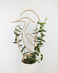 Wood heron trellis supporting a hoya vine