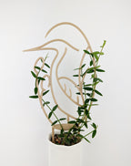 Wood heron trellis supporting a hoya vine