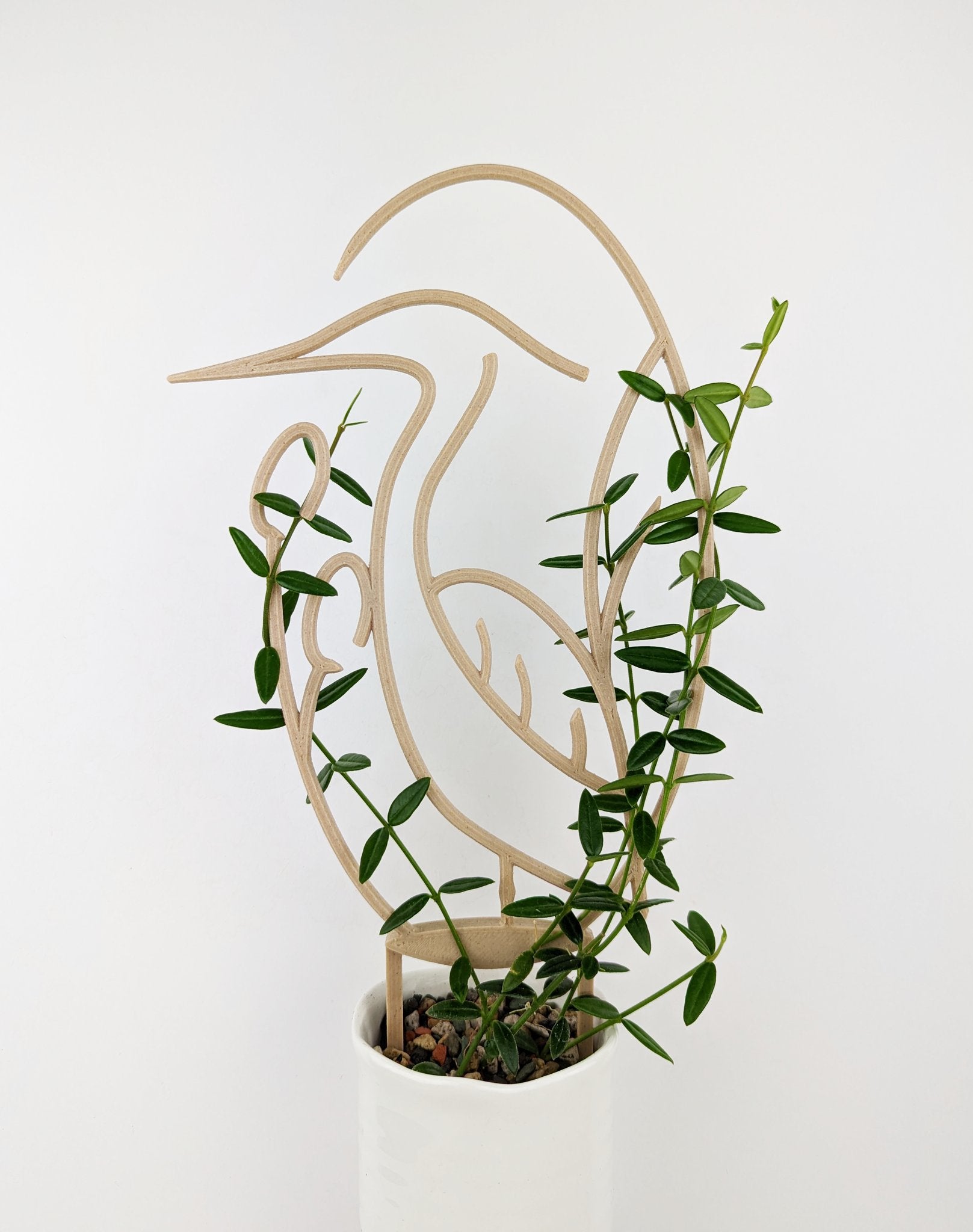 Wood heron trellis supporting a hoya vine