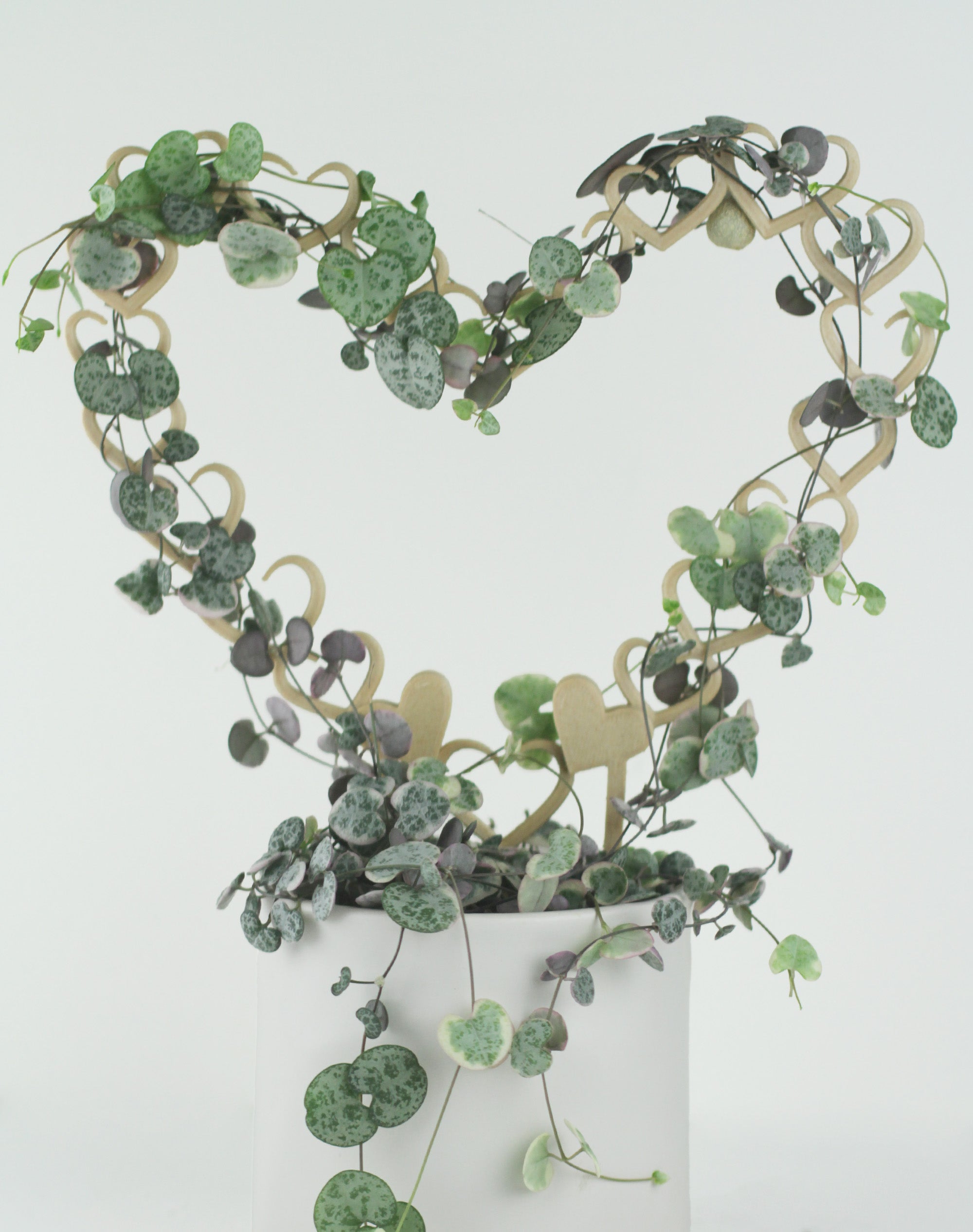 heart shaped houseplant trellis supporting variegated string of hearts plant