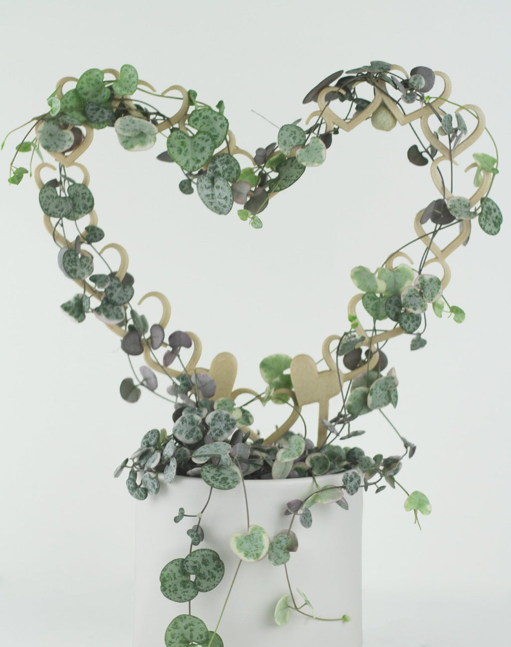 Open hearts trellis supporting a variegated string of hearts plant