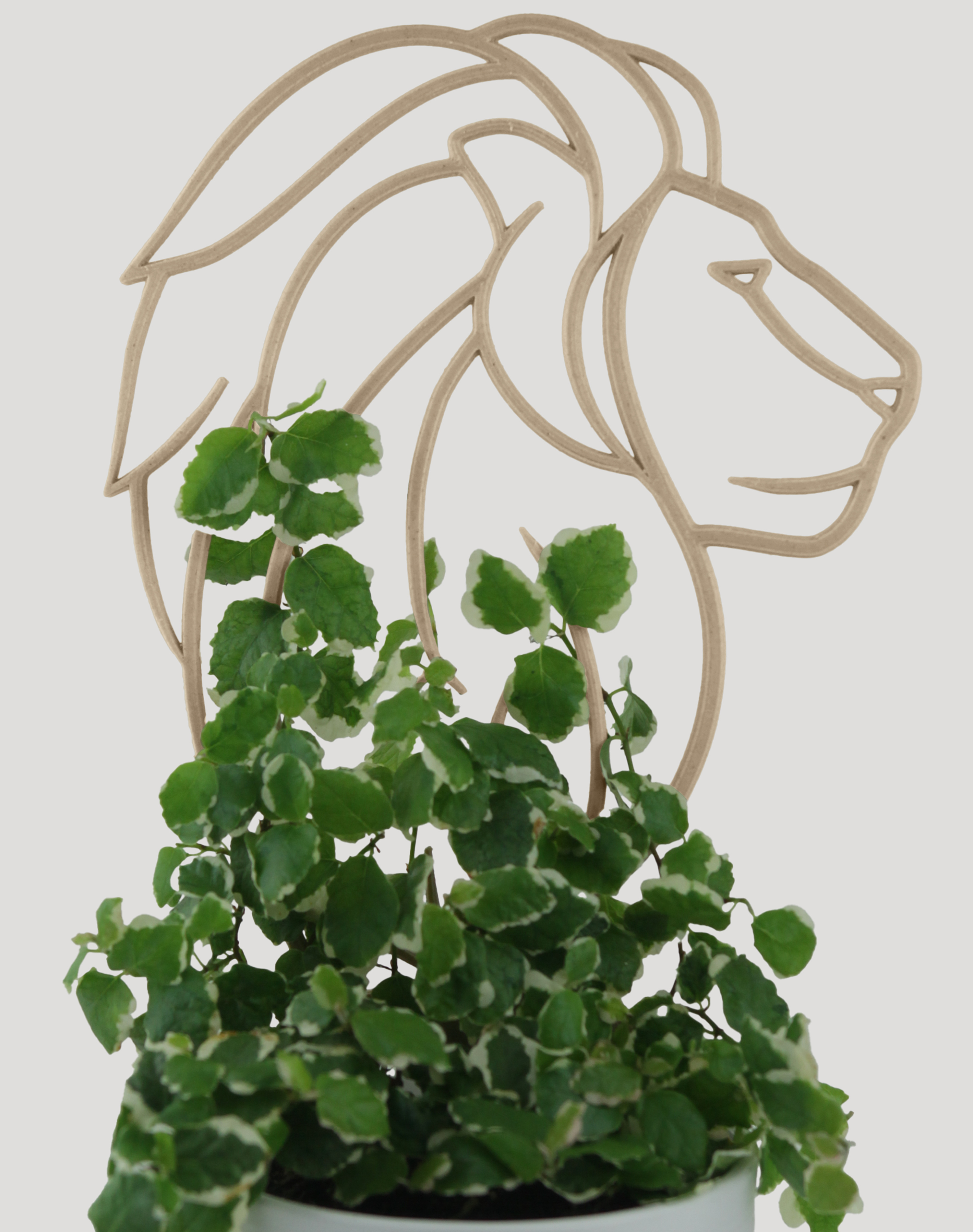 Lion trellis with creeping ficus