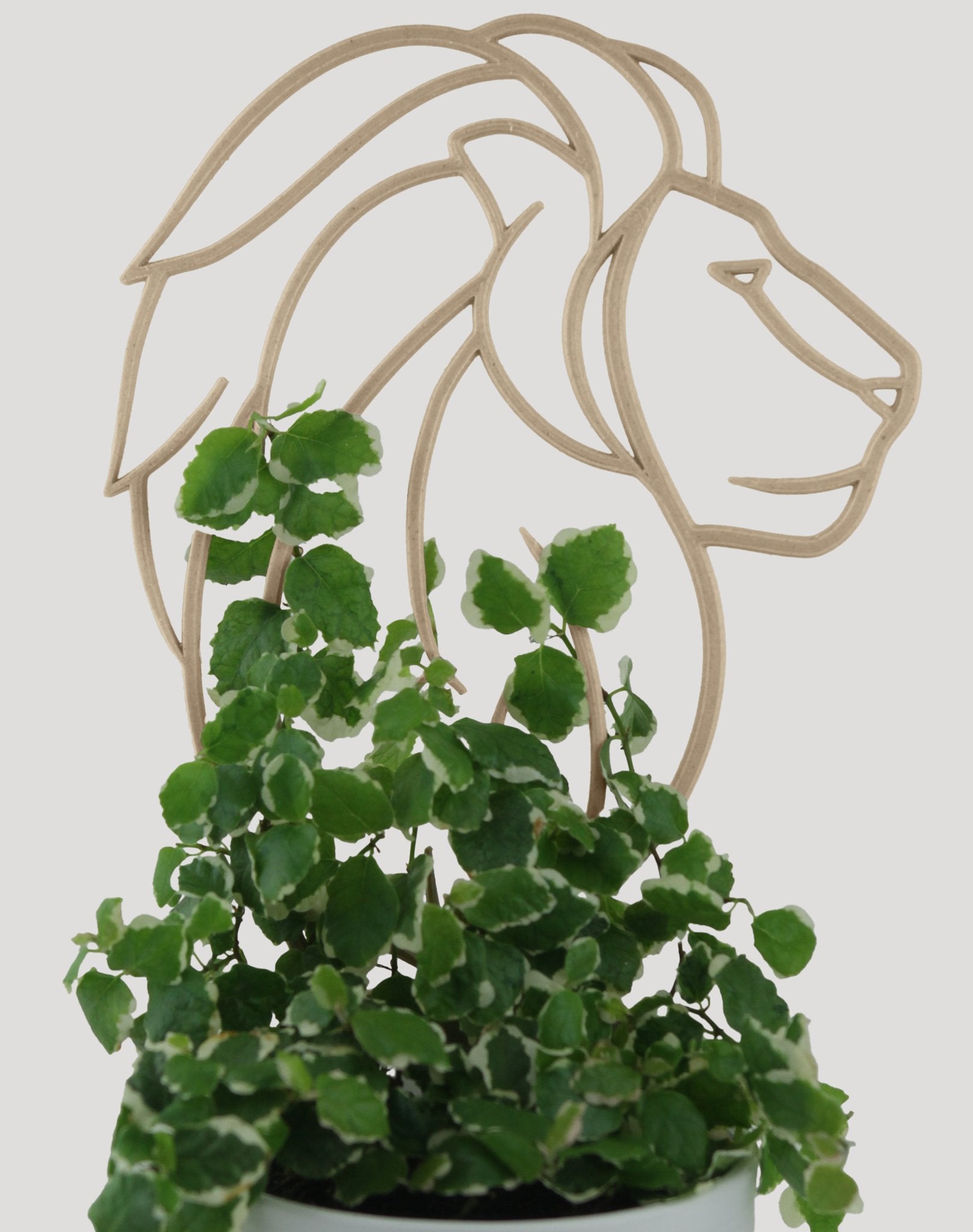 Lion head trellis with a creeping ficus growing through the mane