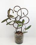 Medusa trellis with a hoya vine growing through the snakes