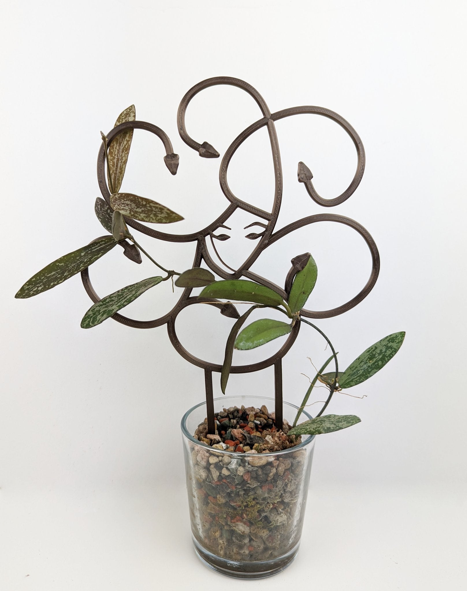Medusa trellis with a hoya vine growing through the snakes