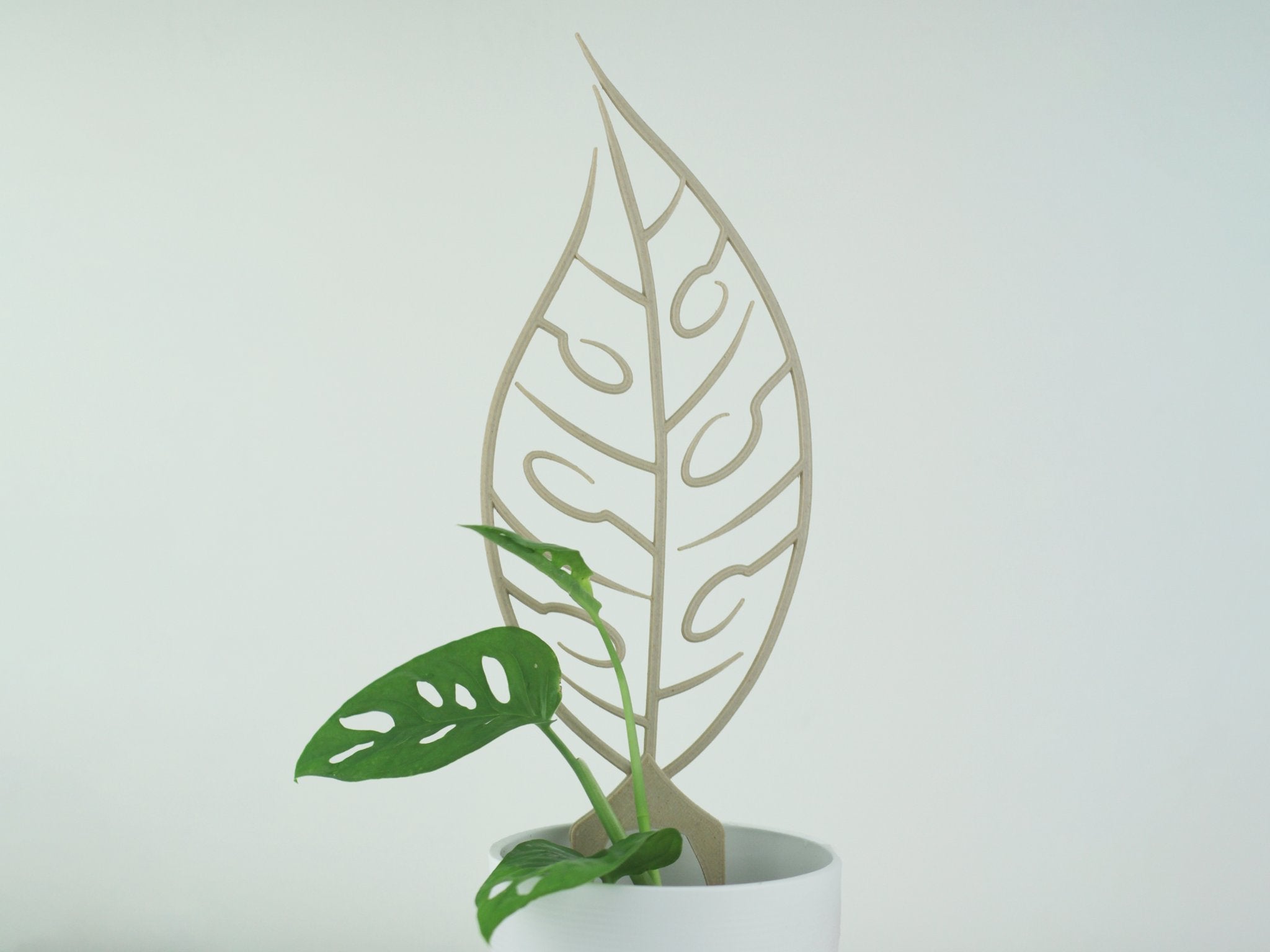 Monstera adansonii trellis shaped like an adansonii leaf with built-in vein hooks