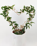 Open hearts trellis, a heart made of smaller open hearts, with a hoya vine wrapped around it