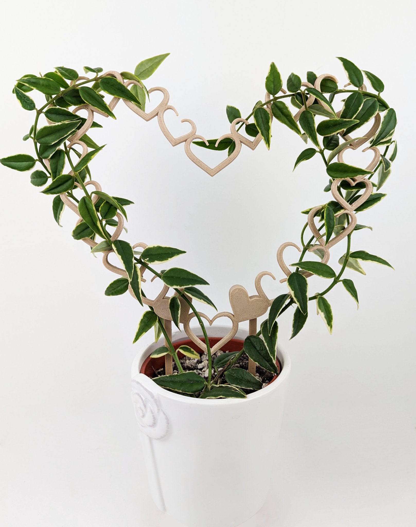 Open hearts trellis, a heart made of smaller open hearts, with a hoya vine wrapped around it