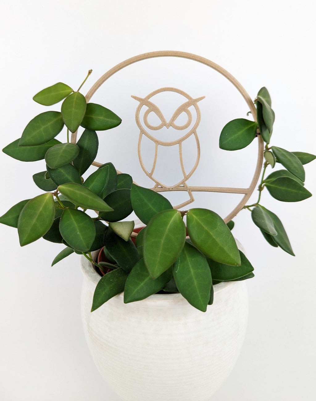 Owl trellis with a hoya vine wrapped around the circle