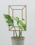 Picture frame trellis, a rectangle within a rectangle for training vining houseplants