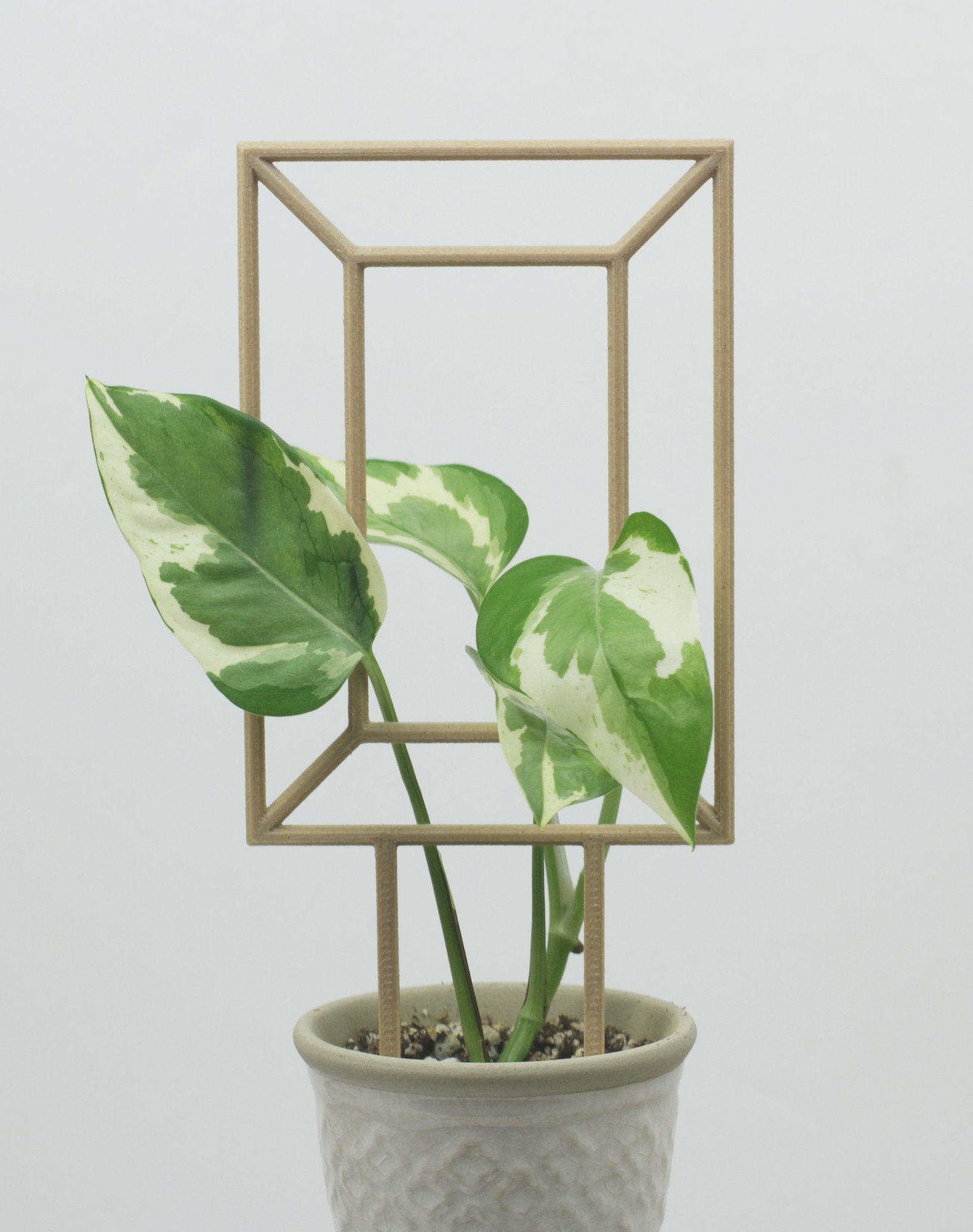 Picture frame trellis, a rectangle within a rectangle for training vining houseplants